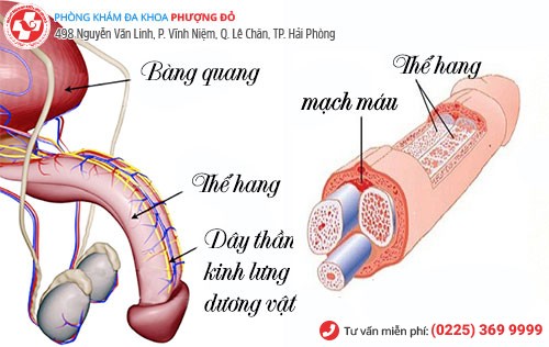 cấu tạo dây thần kinh duong