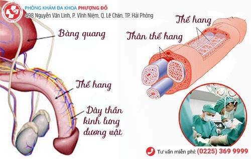 Chặn dây thần kinh lưng dương vật - Cách quan hệ lâu ra hiệu quả