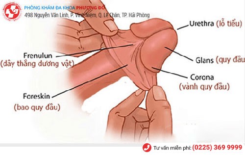 Đứt dây hãm quy đầu gây nên hiện tượng trầy xước