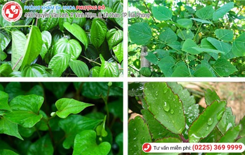 Chữa trĩ bằng phương pháp dân gian vạn người tin