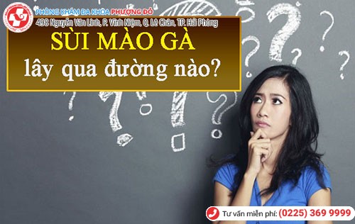 Bệnh sùi mào gà lây nhiễm qua nhiều con đường khác nhau