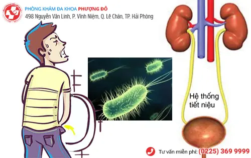 Nhiễm trùng đường tiết niệu chủ yếu do vi khuẩn E.coli gây nên